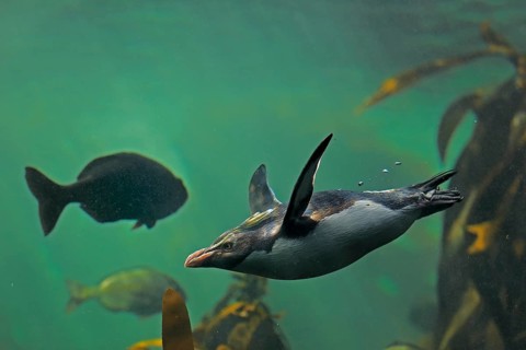 Northern Rockhopper Penguin (Eudyptes chrysocome)