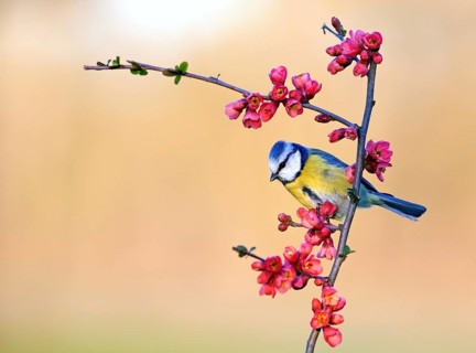Blue tit (Parus caeruleus) sitting on a branch of flowering ornamental quince (Chaenomeles japonica)