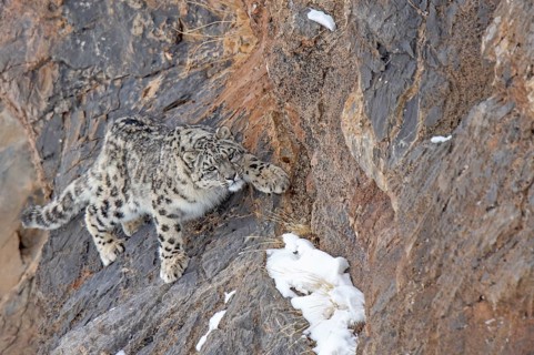 Snow leopard (Panthera uncia) on rock