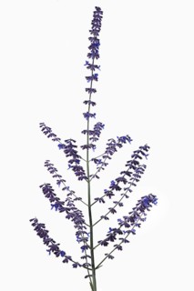 Silver Perowskie (Perovskia atriplicifolia) on white background