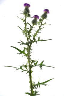 Lancet thistle (Cirsium vulgare)