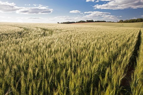 Wheat crops in Rio Grande do Sul