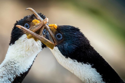 Blue-eyed cormorants (Leucocarbo atriceps or Phalacrocorax atriceps) also Antarctic cormorant