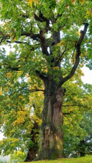 Oak (Quercus )