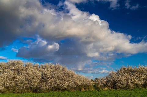 Cloud formation over a blooming sloe hedge in spring