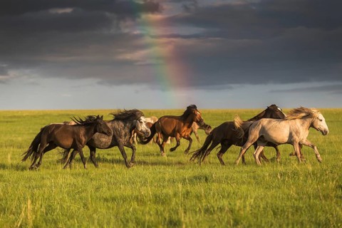 Freedom in Mongolian steppe. Khentii province