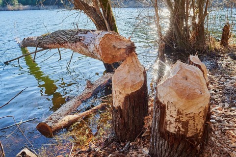 Beaver damage