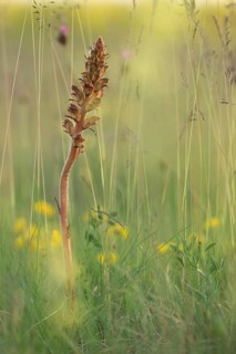 Broomrape (Orobanche) blooms in a meadow