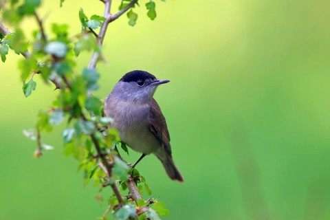 Blackcap (Sylvia atricapilla) male on a hawthorn branch