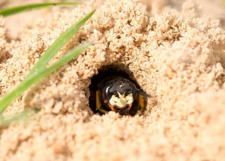 European European beewolf (Philanthus triangulum)