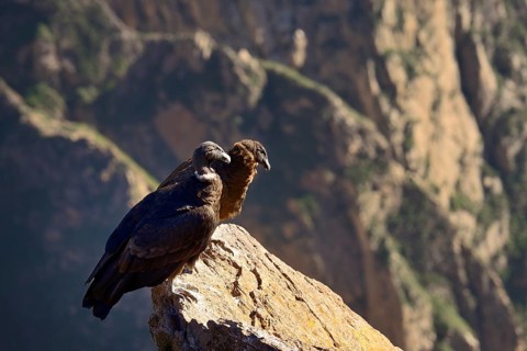 Andean condors (Vultur gryphus) sitting on a rock
