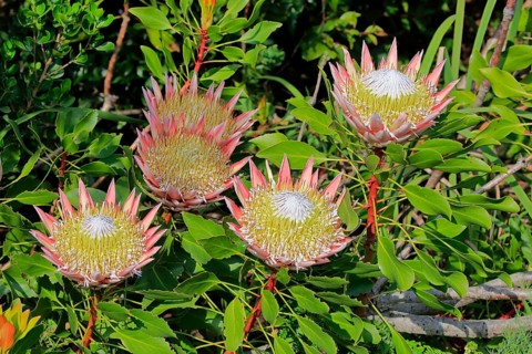 King Protea (Protea cynaroides)