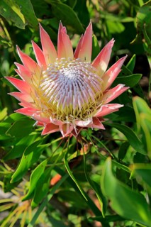 King Protea (Protea cynaroides)