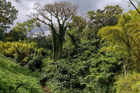 Rainforest with giant ferns
