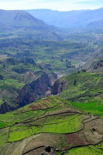 Fields in cups at the canyon of the Rio Colca