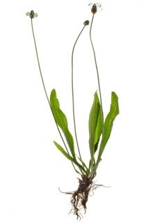 Ribwort plantain (Plantago lanceolata) on white background