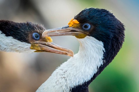 Blue-eyed cormorants (Leucocarbo atriceps or Phalacrocorax atriceps) also Antarctic cormorant