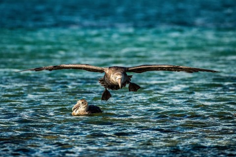 Southern giant petrel (Macronectes giganteus) lands on water