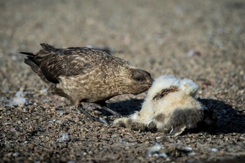 Great skua (Stercorarius skua) eats at the carcass of a Gentoo penguin (Pygoscelis papua)