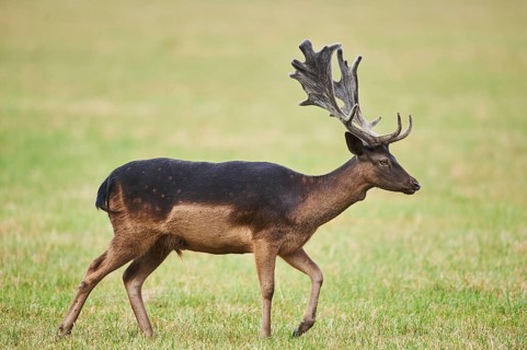 Fallow deer (Dama dama ) Deer