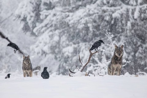 Pack of wolves (Canis lupus) observes ravens (Corvus corax) feeding on the carcass