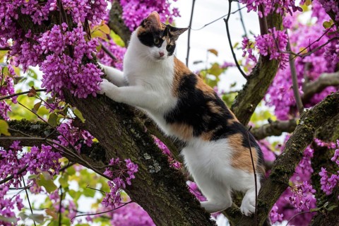 Cat (Felis catus)