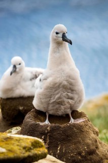 Black-browed Albatross (Thalassarche melanophris) chick on its nest