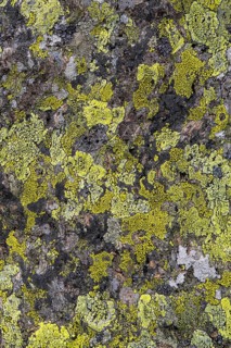Map lichen (Rhizocarpon geographicum) grows on a stone in the mountains