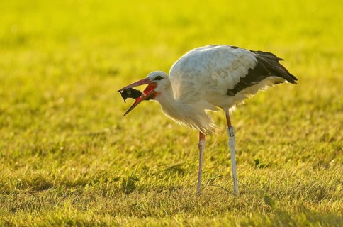 White stork (Ciconia ciconia) captures European mole (Talpa europaea)