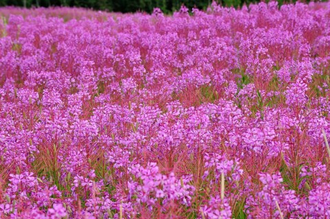 Blooming sally (Chamaenerion angustifolium)