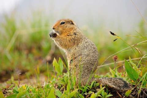 Arctic ground squirrel (Spermophilus parryii)