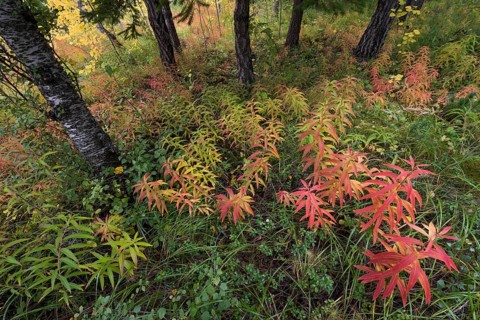 Forest floor in autumn