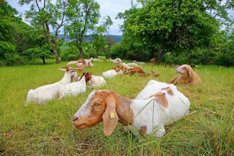 Sheep and goats grazing on a meadow orchard