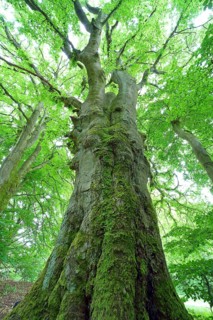Gnarled old beech (Fagus sylvatica)