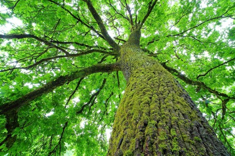 Old oak (Quercus robur) from the frog's perspective with moss and fresh foliage