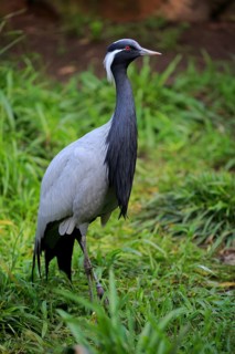 Demoiselle crane (Anthropoides virgo)