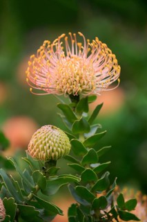 Pincuspid Protea