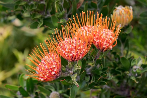 Pincushion protea