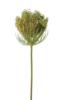 Nest-shaped rolled fruit umbel of the wild carrot (Daucus carota subsp. carota) on white background