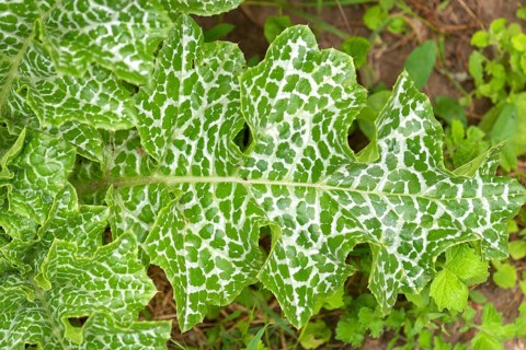 Leaf of a Carduus marianus (Silybum marianum)