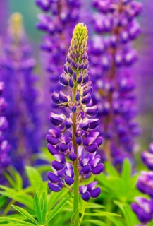 Lupines