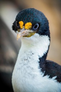 Imperial shag (Phalacrocorax atriceps)