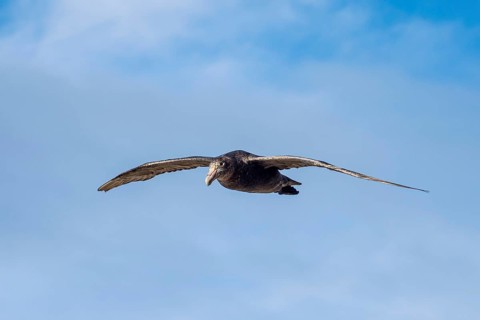 Southern giant petrel (Macronectes giganteus) in flight
