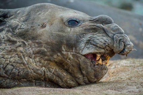Southern elephant seal (Mirounga leonina)