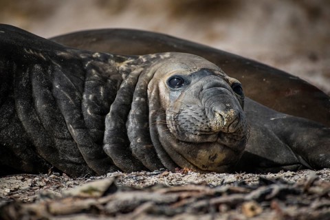 Southern elephant seal (Mirounga leonina)
