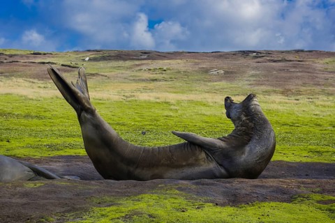 Southern elephant seal (Mirounga leonina)