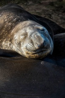Southern elephant seal (Mirounga leonina)