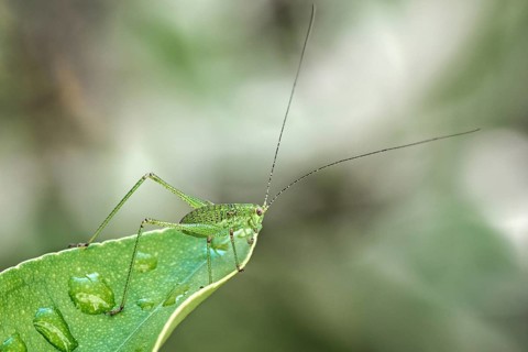 Speckled bush-cricket (Leptophyes punctatissima) sits on leaf