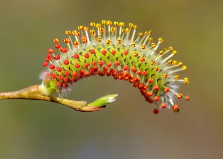Male flower catkin of Purple willow (Salix purpurea)