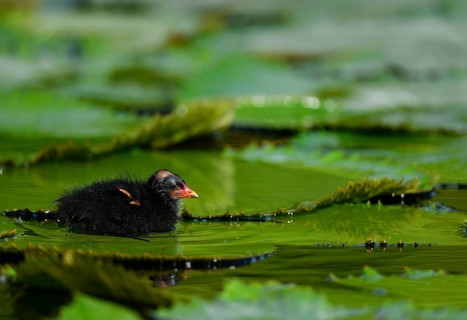 Common moorhen (Gallinula chloropus )